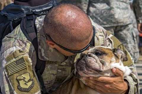 Dogs Welcoming Soldiers Home Compilation