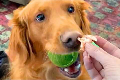 Cute Dogs That Will Make Your Day | Funny Pet Videos