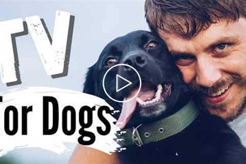 TV for Dogs! Dogs & Their DADS ??? | Fun Entertainment for Dogs