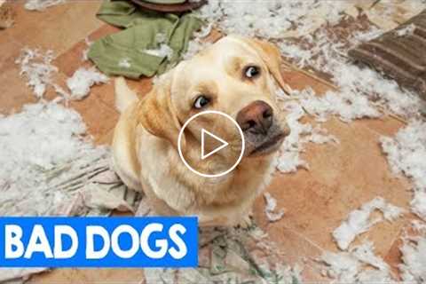 Best Bad Dog Moments 2018! Try Not To Laugh: Cute & Funny Pet Reactions