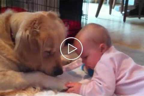 Cute Baby And Dogs Playing Together ? Baby And Dog Play Extremely Funny