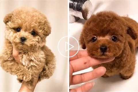 AWW CUTEST baby animals videos compilation cutest moment of the animals - OMG Cute Puppies #3