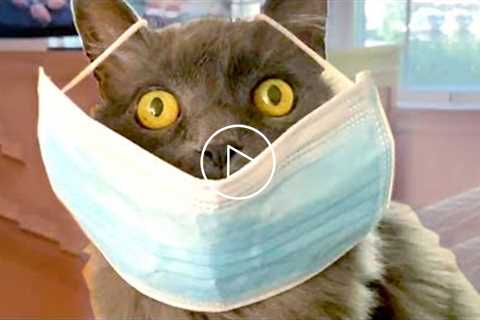 Cute Silly Cats | Funny Pet Videos