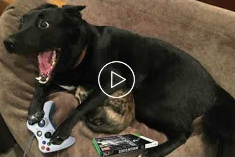 Most Funny Talking Dog Videos Compilation