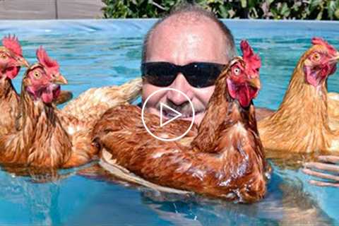 Chickens Can Become Pets? - Funny And Cute Chicken Videos | Pets House