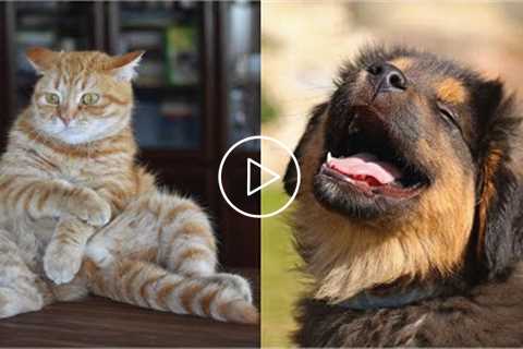 ? Funniest ? Cats And ? Dogs - Funny Pets Living Their Cute Lives