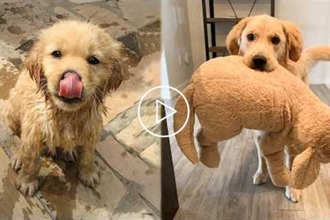 Cute baby animals Videos Compilation cutest moment of the animals - ? Cutest Puppies #1 ?