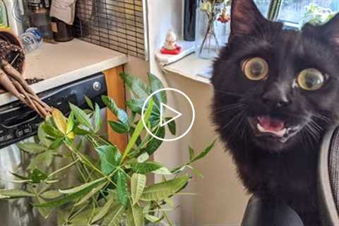 Best Funny Pet Videos Of The - Cute ? Cats And ? Dogs Reactions