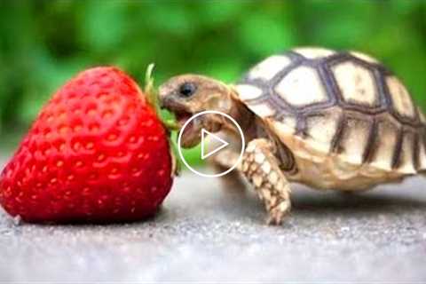 Funny animal videos can't help but laugh 2021 ? Cutest and Funniest Animals