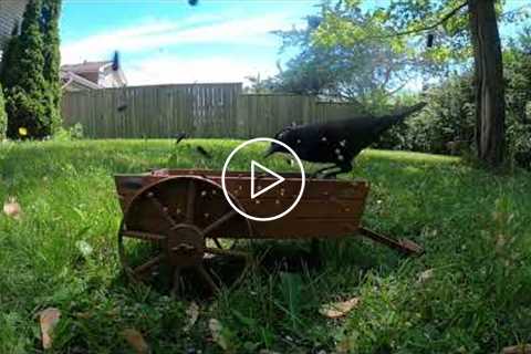 Backyard Wagon Scene - June 15, 2021