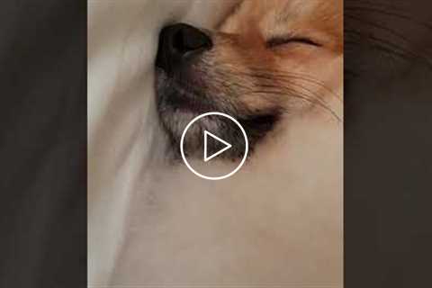 Snoring Pomeranian is Cute #shorts