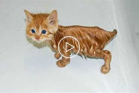 Cute Cat Bathing - Funny Pets Reaction To Bath Videos | Pets House