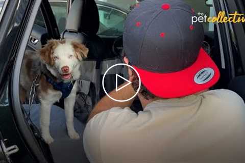 Car Safety Gear for Dogs