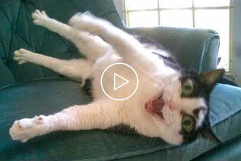 Try Not To Laugh - Funny Cats And Dog Reactions ?