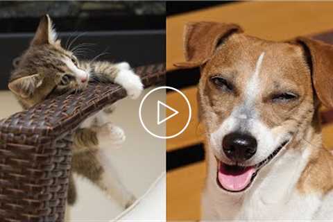 ? Funniest ? Dogs And ? Cats - Funny Pets Living Their Cute Lives