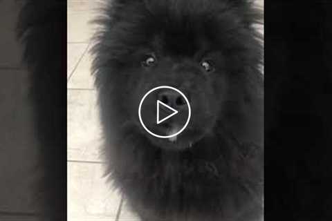 Cute Fluffy Dog Licks Lips #shorts