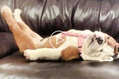 Cute Sleepy Pets Video Compilation 2019