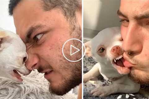 Funny, Angry And Crazy Chihuahua - Try Not To Laugh ?? | Pets House