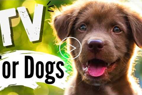 TV for Dogs! Fun Entertainment for Dogs | Excited PUPPIES! ??