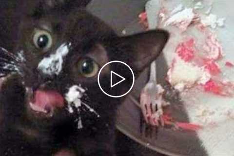 Cute Cats ? And ? Funny Dog Reactions - Try Not To Laugh ?