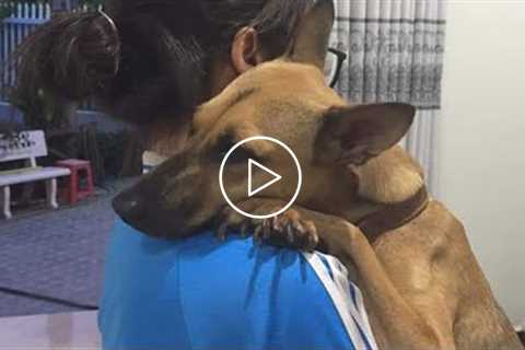 Wanna a True Friend ! Get a Dog -  Dogs really are best friend of Human, Cute Pets Video!