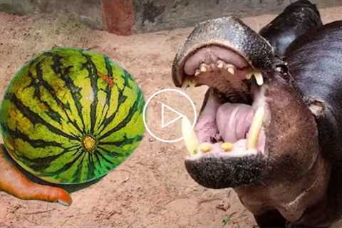 Hippos Like To Eat Watermelon - Funny Animals Video Compilation | Pets House