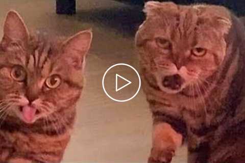 Best Funny Pet Videos Of The Month - Dogs ? And Cats ? Doing Cute Things