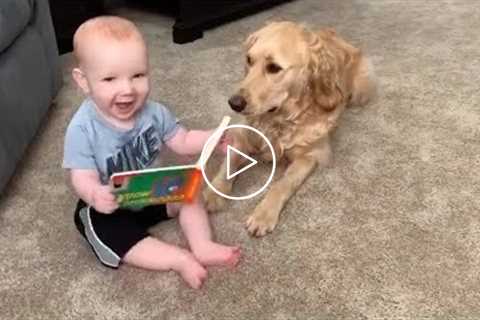 The dog was created specially for children  - Cute Dogs Babysitting Babies