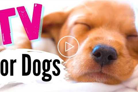 TV for Dogs! Fun Entertainment for Dogs | Tired PUPPIES (Calming) ??