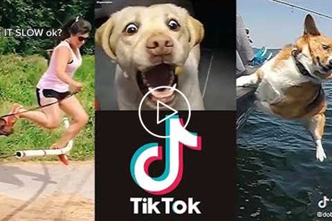 NEW TikTok Epic Dog Fails ~ 2021 Fails Compilation!!!