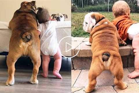 ENGLISH BULLDOGS & the KIDs -  Cutest video compilation about English Bulldogs