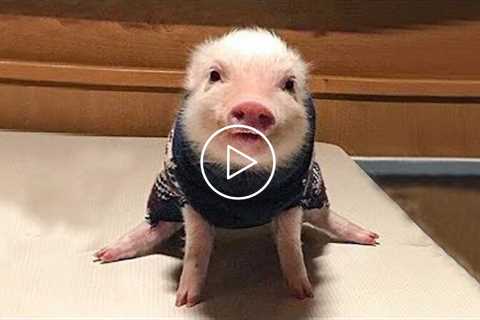 Pigs Can Be Funny Too - Funny And Cute Animals Videos | Pets House