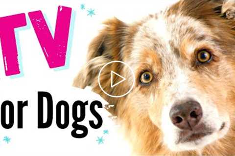 TV for Dogs! Dog Walk Point of View | Fun Entertainment for Dogs ✨✨