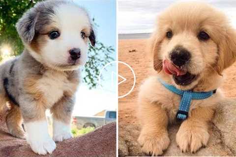 Cute baby animals Videos Compilation cutest moment of the animals - ? Cutest Puppies #5 ?