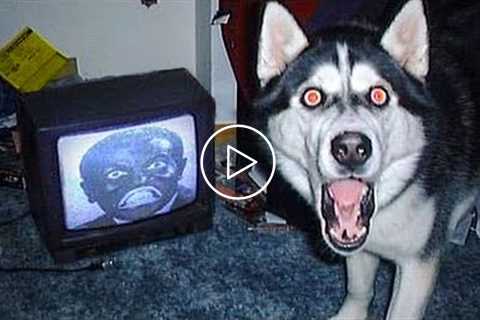 Weekly Funny Dogs ? And Cats ? Videos - Try Not To Laugh!