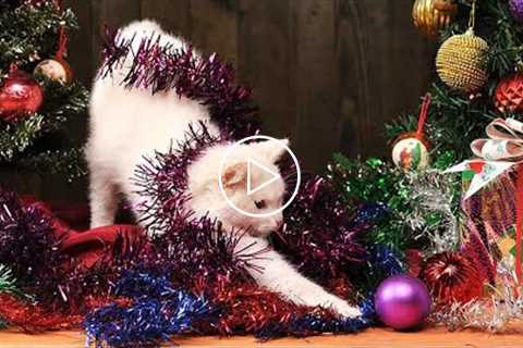 FUNNY Cat Videos Naughty Cats Vs Christmas Trees Compilation