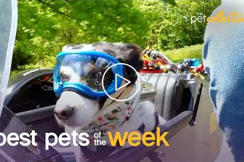 King of the Road | Best Pets of the Week