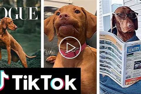 NEW Hungarian Viszla Moments | Cute & Funny TikTok Compilation