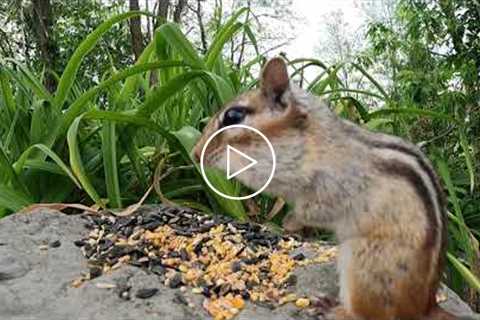 Father's Day Feast for Chipmunks - 8 Hour Video for Pets - June 20, 2021