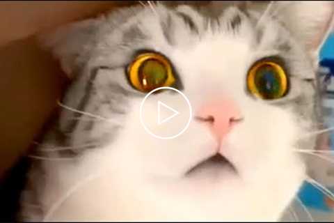 Cute Cat Bloopers | Funny Pet Videos