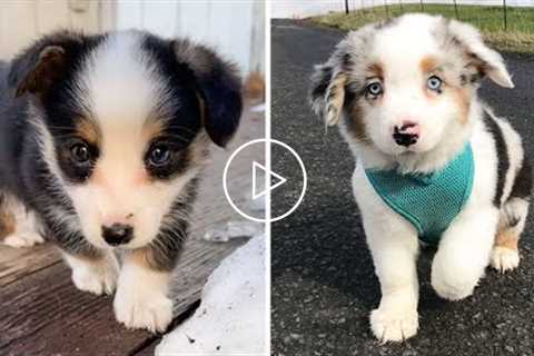 Cute baby animals Videos Compilation cutest moment of the animals - ? Cutest Puppies #6 ?