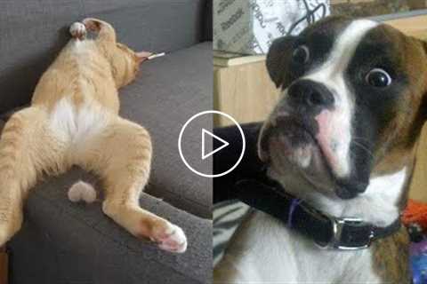 TRY NOT TO LAUGH OR GRIN while watching the FUNNIEST ANIMALS on youtube | Funny PETS Video