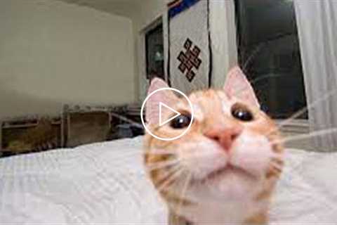 Funny Cats In Front Of Camera - Pets Reaction Videos | Pets House