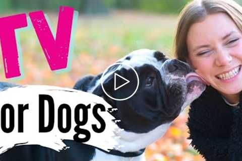 TV for Dogs! Fun Entertainment for Dogs | Dogs and their MAMAS??