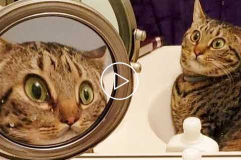 Weekly Funny Cats ? And Dogs ? Videos - Try Not To Laugh!