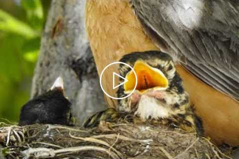 BABY ROBINS Chirping For Food - 8 HOURS - June 21, 2021