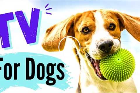 TV for Dogs! Fun Entertainment for Dogs | ENERGETIC Dogs ???