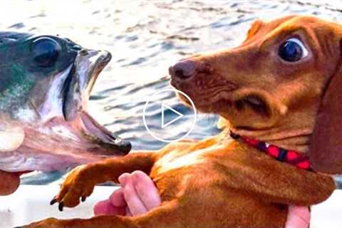 Funniest Dogs ?Best Of The 2021 Funny Dogs make you LAUGH ALL DAY!