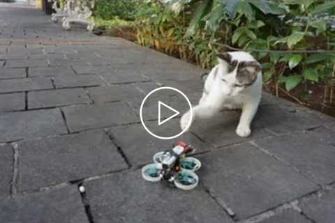 Cats & Dogs vs Drones - Funny cats & Dogs