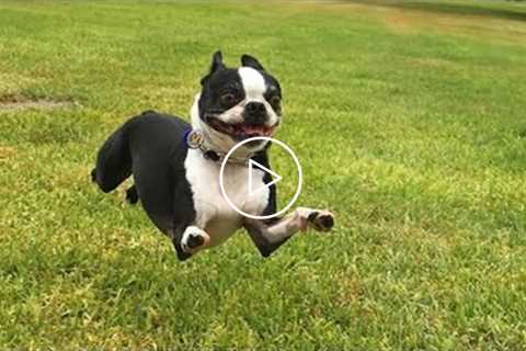 LAUGHING with Boston Terrier Funny Dogs Video to forget all Tired!